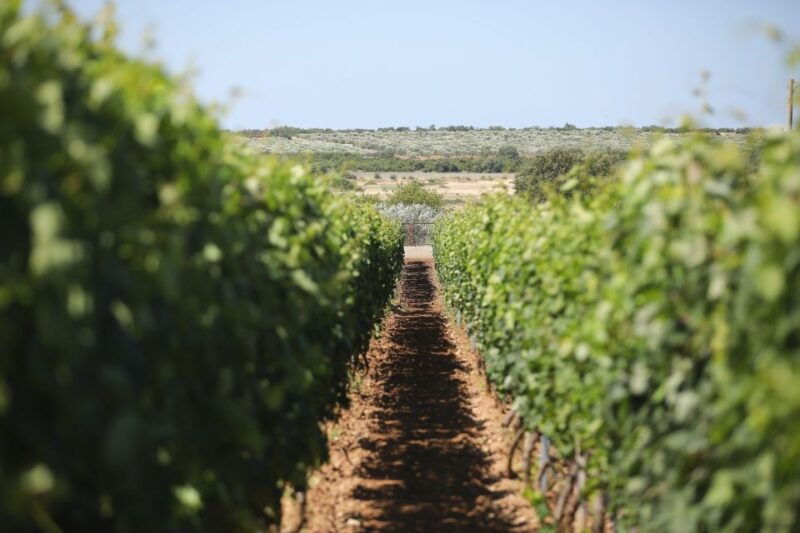 from-biograd-wine-and-olive-oil-tasting-in-raznjevica-dvori