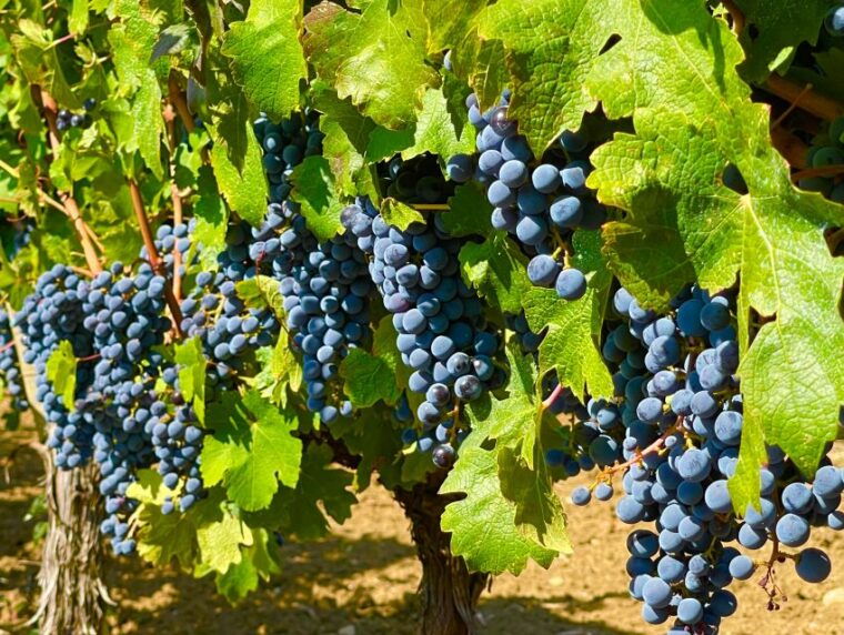 from-biograd-wine-and-olive-oil-tasting-in-raznjevica-dvori