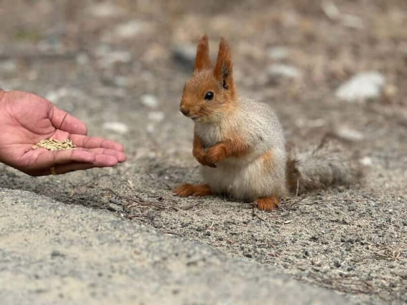 From Bishkek : Adventures to Ala Archa National Park - Wildlife Encounters & Local Flavors