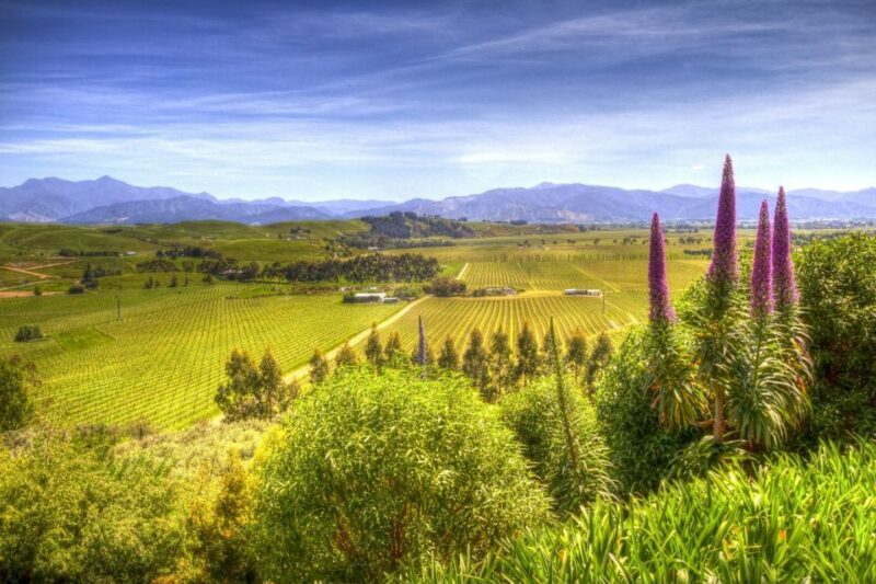 From Blenheim/Picton: Marlborough Gourmet Wine Tasting Tour - The Winery Visits