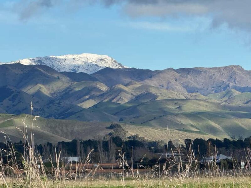 From Blenheim/Picton: Marlborough Gourmet Wine Tasting Tour - Scenic Views and Relaxed Dining
