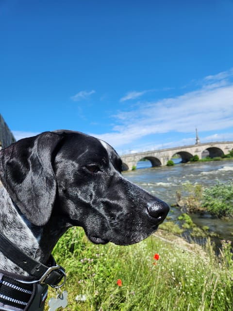 from-blois-cycling-with-canine-companions