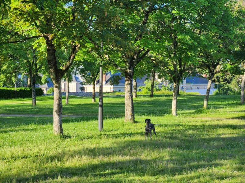 from-blois-cycling-with-canine-companions