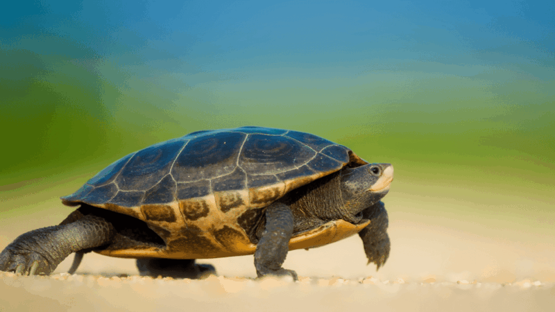 from-bodrum-dalyan-turtle-beach-and-mud-baths-day-trip