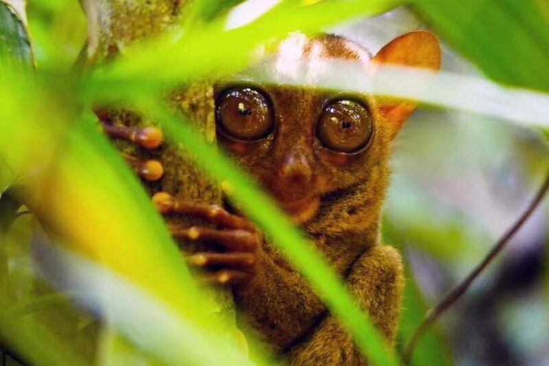 from-bohol-countryside-private-day-tour