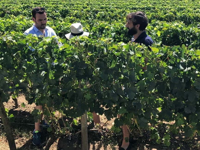 From Bordeaux: A day to visit the Medoc and Saint-Emilion - The Charm of Saint-Émilion