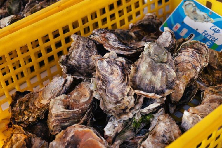 from-bordeaux-arcachon-bay-full-day-tour-and-oyster-lunch