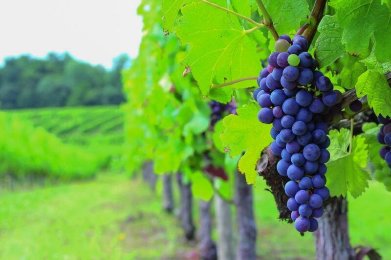 from-bordeaux-full-day-medoc-wine-tour
