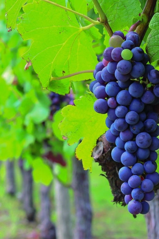 from-bordeaux-full-day-medoc-wine-tour