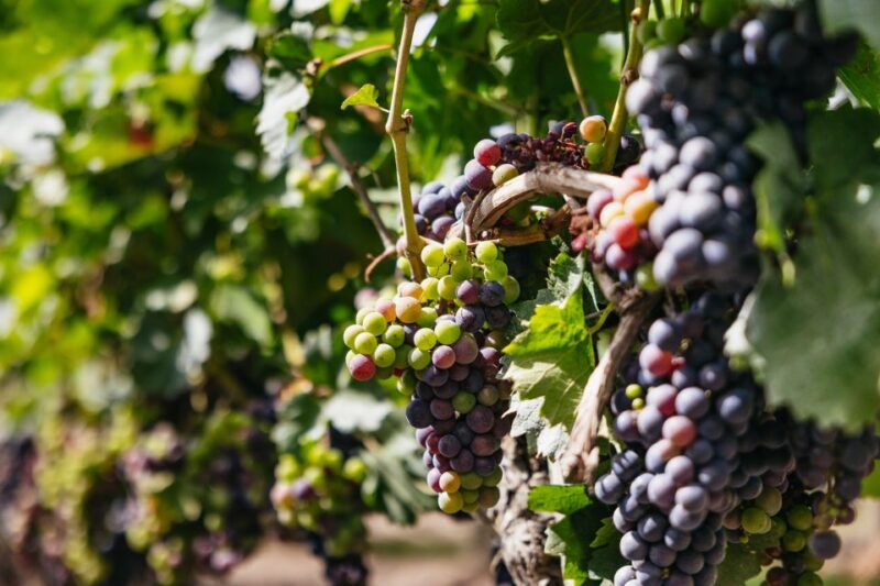 from-bordeaux-half-day-saint-emilion-tour-and-wine-tasting