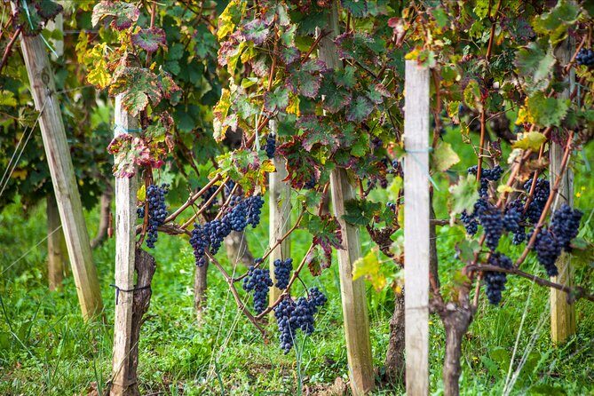 From Bordeaux: Saint-Émilion Half-Day Trip with Wine Tasting - Practical Details