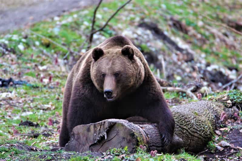 from-brasov-brown-bear-watching-in-the-carpathian-mountains