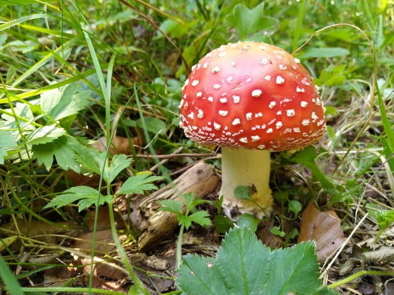 From Brasov: Half-Day Foraging Lesson - Key Points