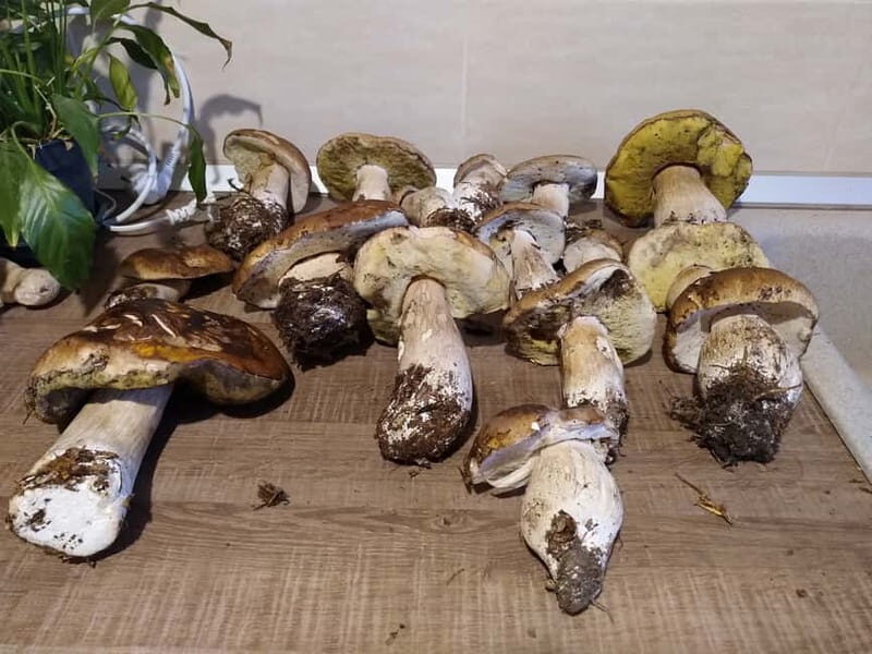 From Brasov: Half-Day Foraging Lesson - Learning to Forage: Mushrooms and Plants