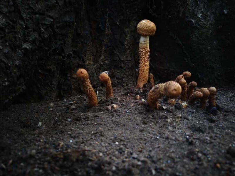 From Brasov: Half-Day Foraging Lesson - Flexibility and Duration