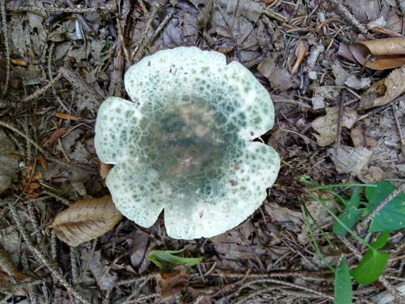 From Brasov: Half-Day Foraging Lesson - Authenticity and Safety