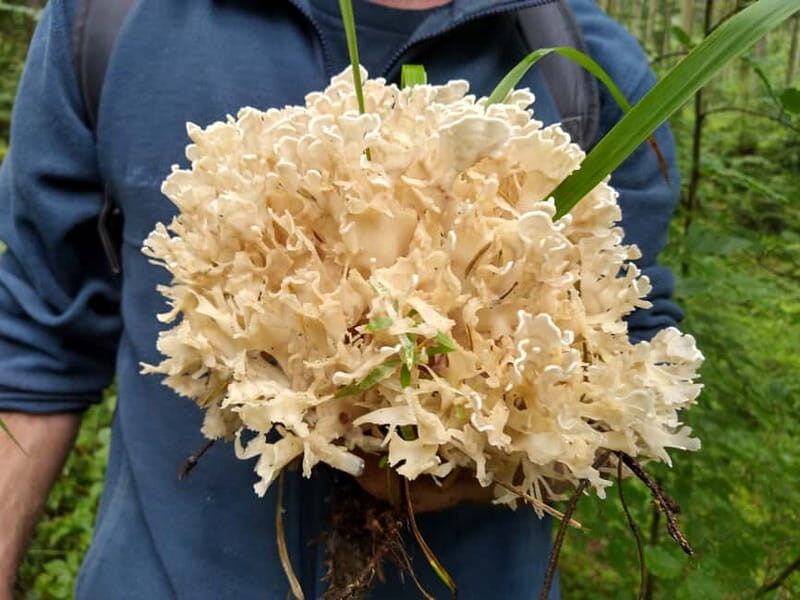 From Brasov: Half-Day Foraging Lesson - Price and Value