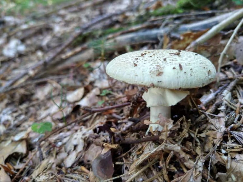 From Brasov: Half-Day Foraging Lesson - Who Will Love This Tour?