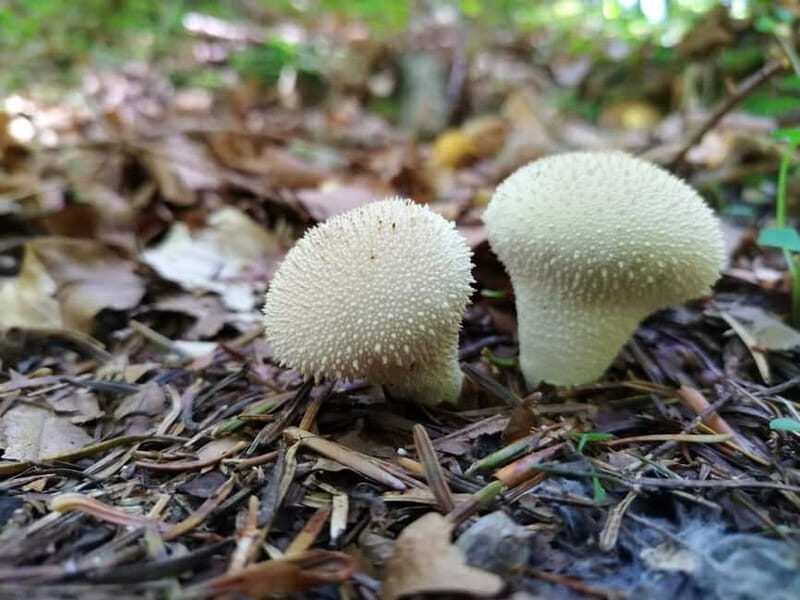 From Brasov: Half-Day Foraging Lesson - The Sum Up