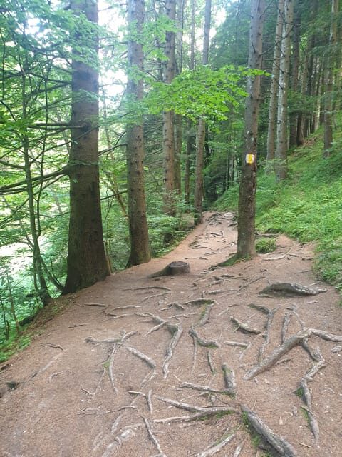 From Brasov : Hiking in Piatra Craiului National Park - Authentic Insights from Past Travelers  