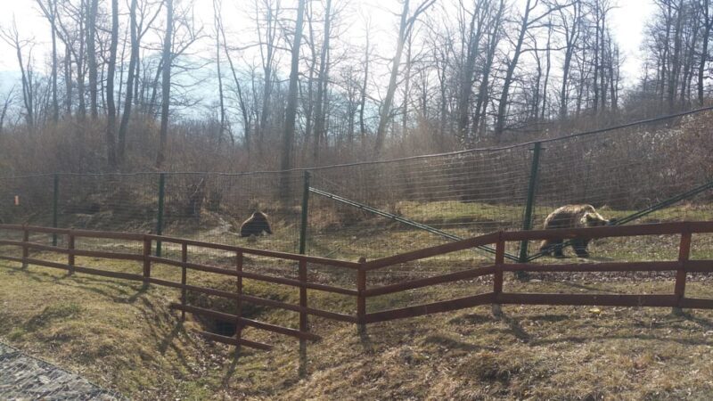 From Brasov: Libearty Bear Sanctuary Guided Tour - Key Points