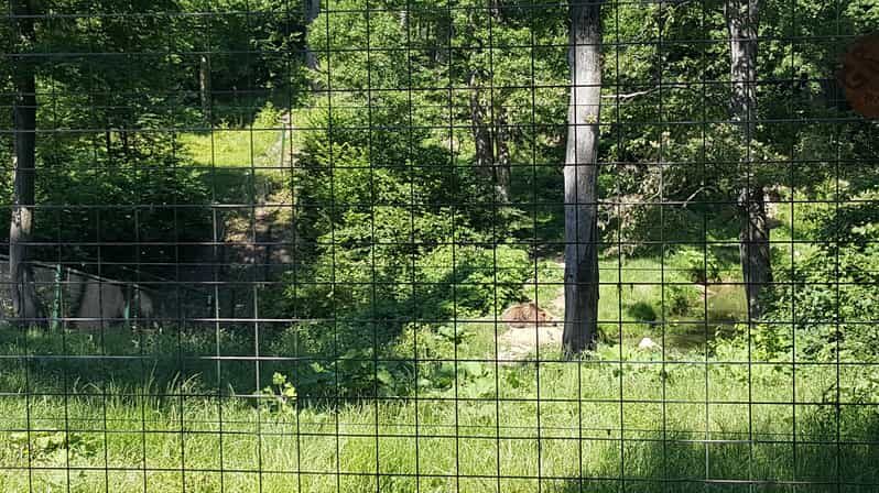 From Brasov: Libearty Bear Sanctuary Guided Tour - The Sanctuary and Its Importance