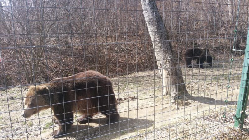 From Brasov: Libearty Bear Sanctuary Guided Tour - What to Expect on the Tour