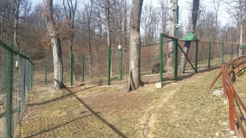 From Brasov: Libearty Bear Sanctuary Guided Tour - Practical Details and Logistics