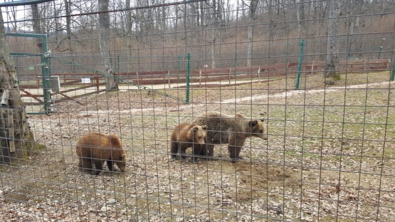 From Brasov: Libearty Bear Sanctuary Guided Tour - Final Thoughts: Is This Tour Worth It?