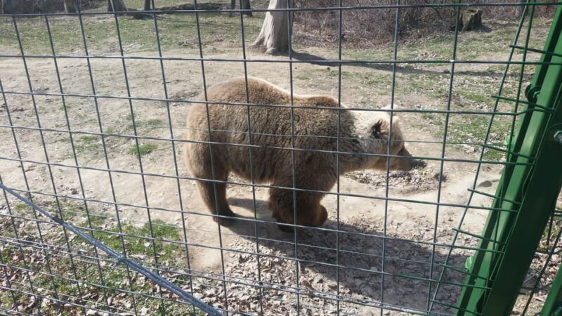 From Brasov: Libearty Bear Sanctuary Guided Tour - FAQ