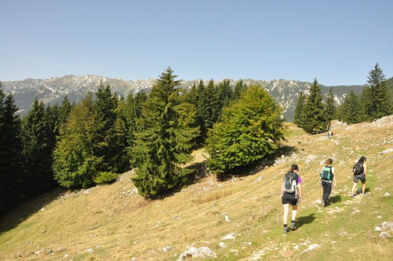 from-brasov-piatra-craiului-national-park-private-day-tour