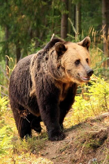 From Brasov: Small-Group Brown Bear Watching Tour - Introducing the Brasov Brown Bear Watching Tour