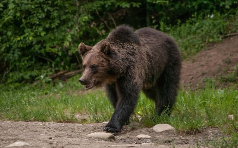From Brasov: Small-Group Brown Bear Watching Tour - The Itinerary Breakdown