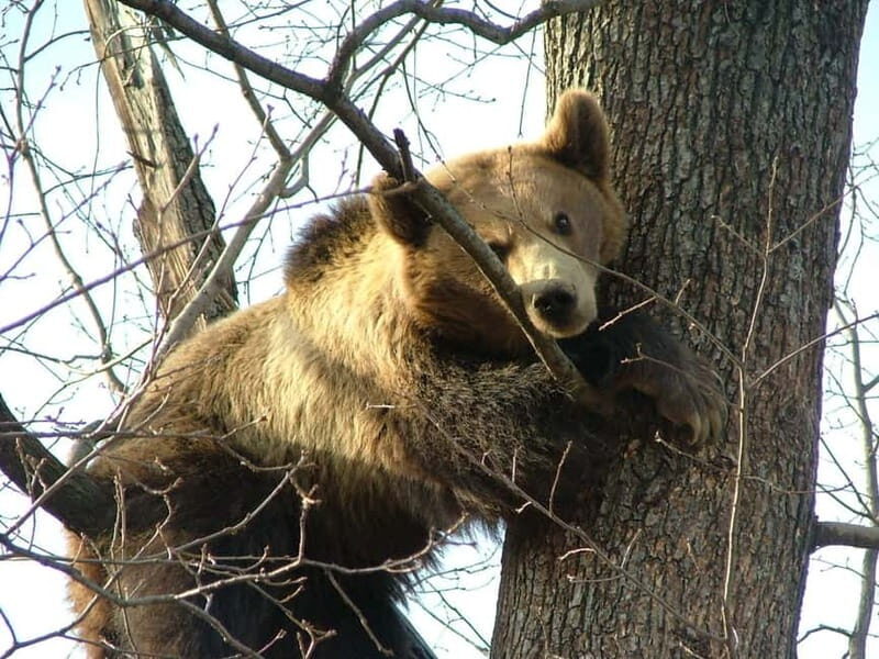 From Brasov: Small-Group Brown Bear Watching Tour - Transportation & Practicalities