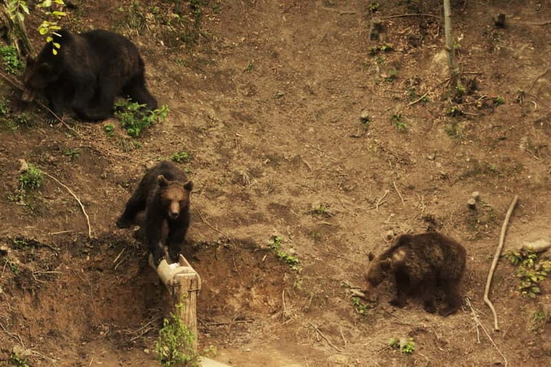 From Brasov: Small-Group Brown Bear Watching Tour - Price & Value Analysis