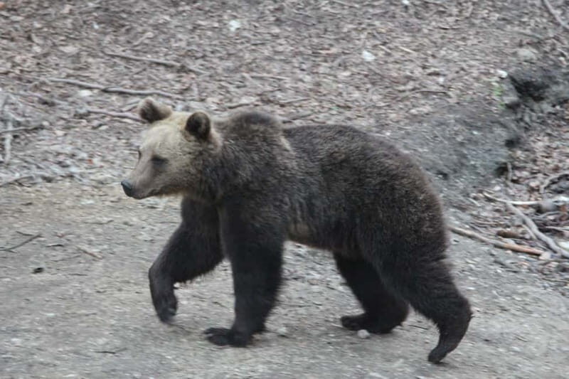 From Brasov: Small-Group Brown Bear Watching Tour - Who Will Love This Tour?