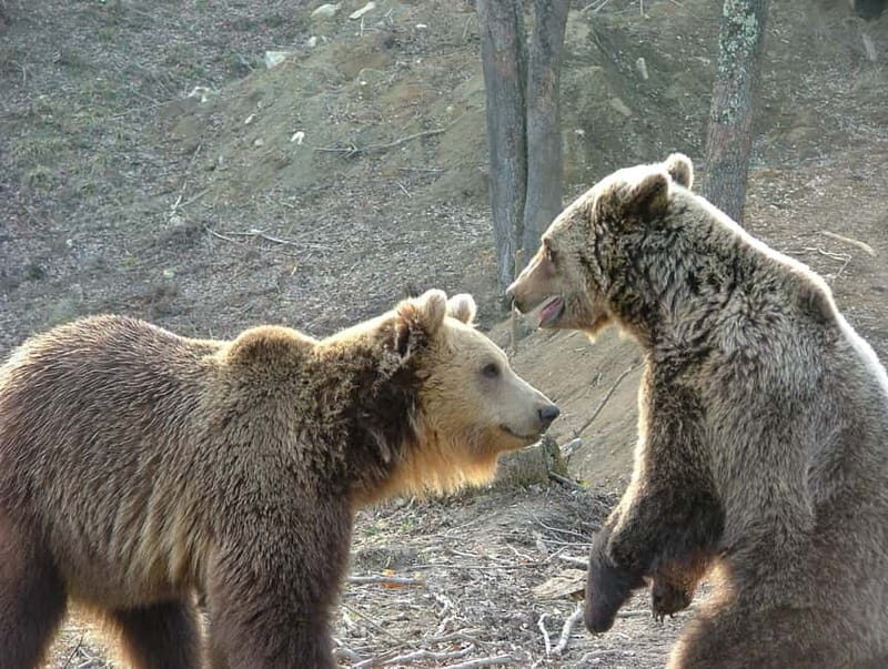 From Brasov: Small-Group Brown Bear Watching Tour - FAQ