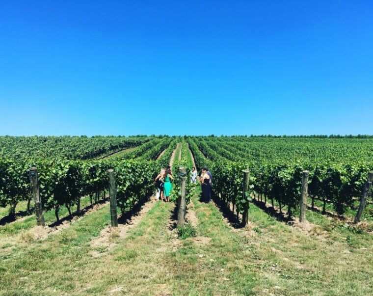 from-brighton-sussex-wine-tour-on-a-vintage-bus-with-lunch