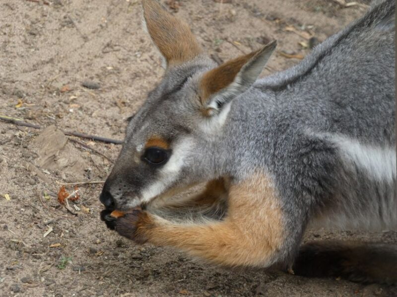 From Brisbane: Day Trip to Noosa, Glass House Mtns and Zoo - FAQ