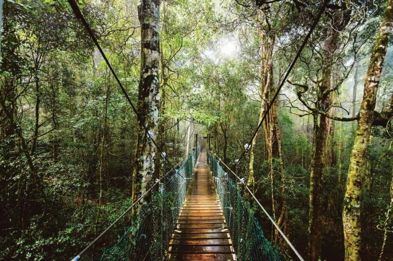 From Brisbane: Lamington National Park Rainforest Tour - A Practical Overview of the Tour Experience