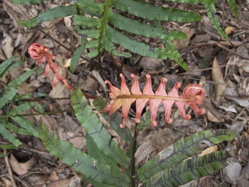 From Brisbane: Maiala Rainforest Private Tour - The Drive and Initial Impressions