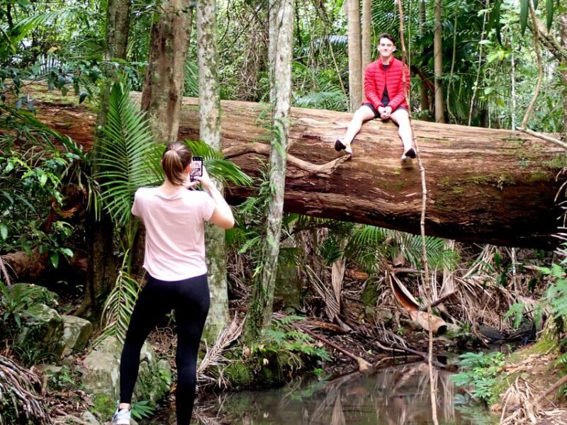 From Brisbane: Maiala Rainforest Private Tour - Wildlife Sightings and Birdwatching