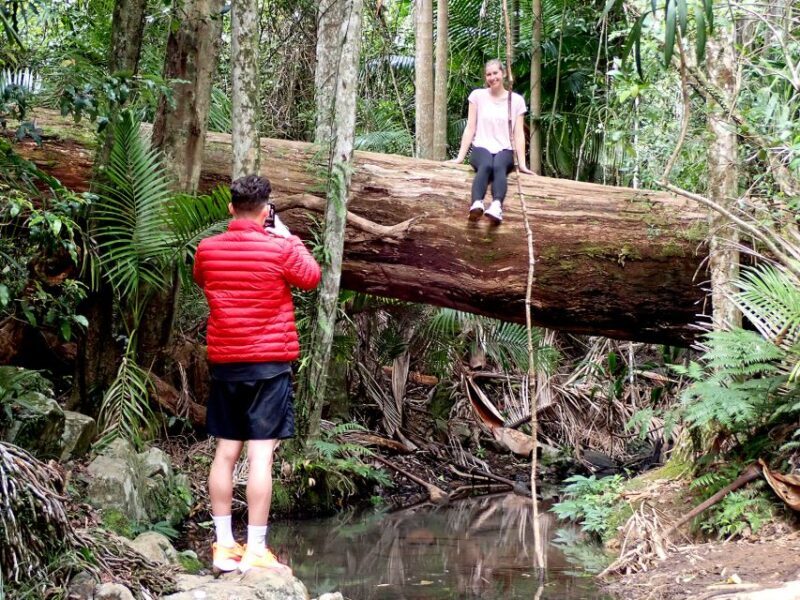 From Brisbane: Maiala Rainforest Private Tour - Lunch Break at the Picnic Area