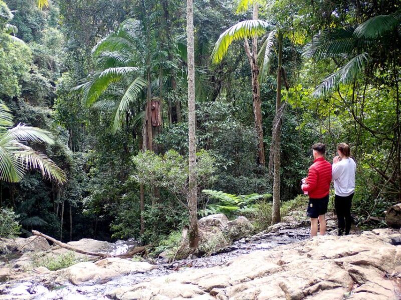 From Brisbane: Maiala Rainforest Private Tour - Afternoon Walk and Lookouts