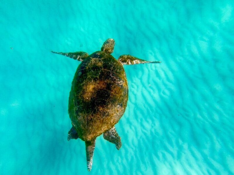 From Brisbane: Moreton Island Full-Day Trip - Kayaking Over Crystal Waters  