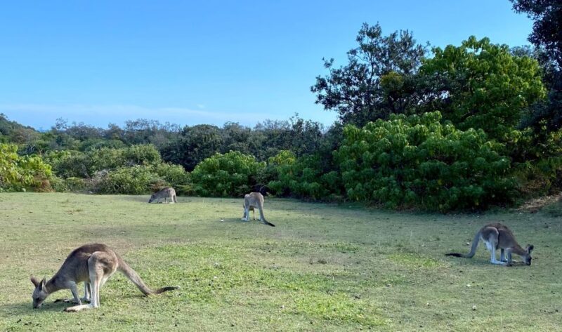 From Brisbane: North Stradbroke Island Wildlife Adventure - Lunch at Point Lookout