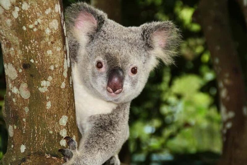 From Brisbane: Queensland Zoo and Sunshine Coast Day Trip - Key Points