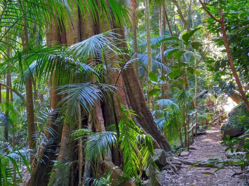 From Brisbane: Tamborine Mountain and Paradise Point Tour - Exploring the Gold Coast Hinterland: A Day Tour from Brisbane