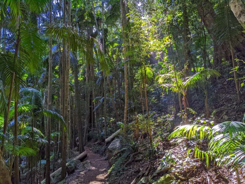 From Brisbane: Tamborine Mountain and Paradise Point Tour - Exploring Gallery Walk’s Artisan Delights