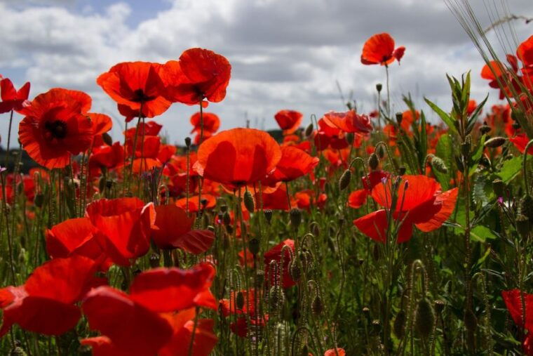 from-bruges-flanders-fields-remembrance-full-day-trip